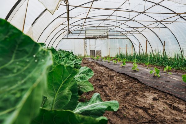 Greenhouse Demolition in Ellensburg